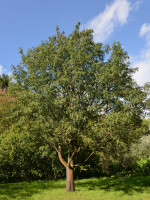 Speierling, Sorbus domestica