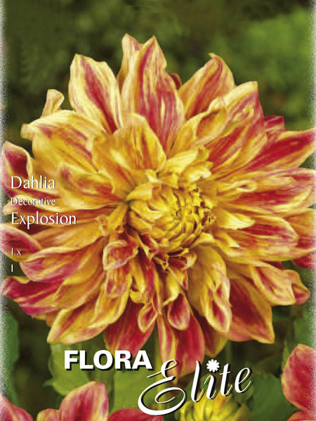 Schmuck-Dahlie &#039;Explosion&#039;, Dahlia (Art.Nr. 520141)