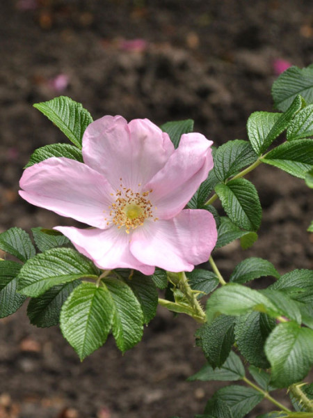 Blüte der Rose Dagmar Hastrup