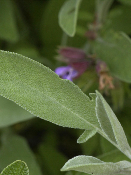 Apothekersalbei, Salvia officinalis