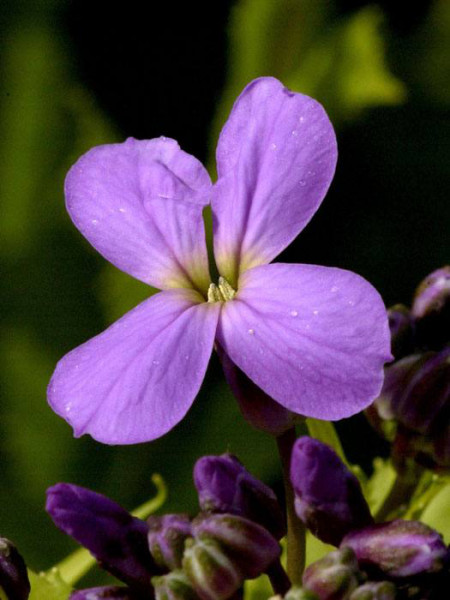 Hesperis matronalis, Nachtviole