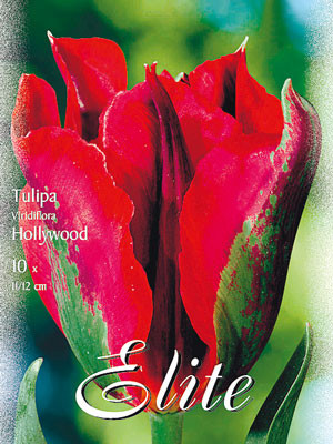 Viridiflora Tulpe &#039;Hollywood&#039; (Art.Nr. 595619)