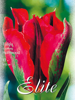 Viridiflora Tulpe 'Hollywood' (Art.Nr. 595619)