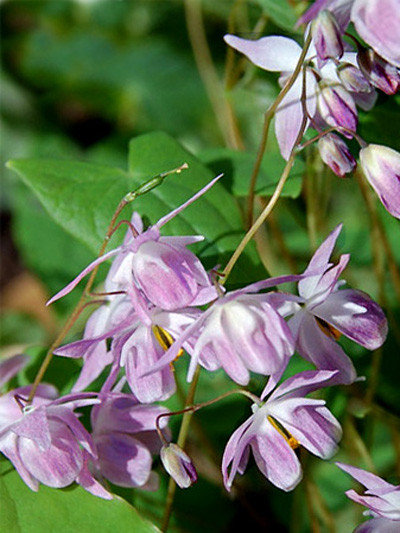 Die Elfenblume 'Sasaki' während der Blüte