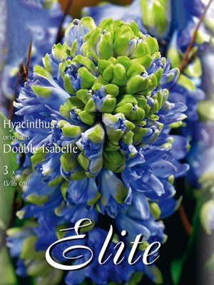 Hyazinthe 'Isabelle' (Art.Nr. 595090)