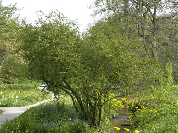 Cotoneaster divaricatus, Sparrige Zwergmispel