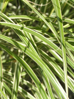 Miscanthus sinensis 'Variegatus', Weißbuntes China-Schilf