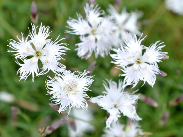 Dianthus arenarius, Sandnelke, Heidenelke