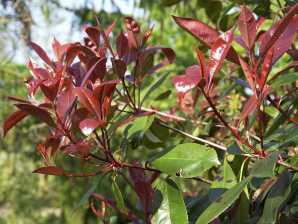 Photinia fraseri &#039;Red Robin&#039;, immergrüne rote Glanzmispel