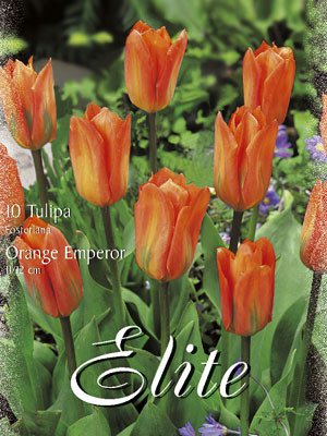 Fosteriana Tulpe &#039;Orange Emperor&#039; (Art.Nr. 595718)