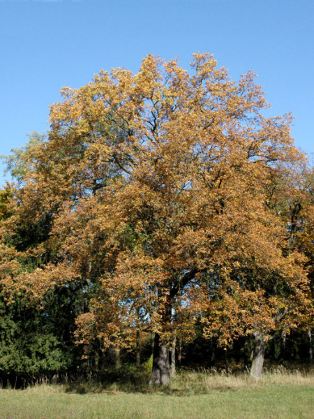 Quercus robur, Stiel-Eiche