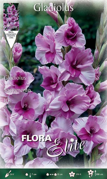 Großblumige Gladiole &#039;Sacramento&#039;, Gladiolus (Art. Nr. 521309)