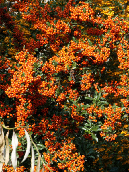 Freuerdorn Orange Charmer 