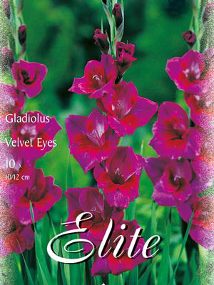 Großblumige Gladiole &#039;Velvet Eyes&#039;, Gladiolus (Art.Nr. 521316)