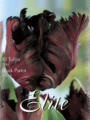 Papagei-Tulpe &#039;Black Parrot&#039; (Art.Nr. 595550)