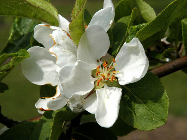 Malus &#039;Red Sentinel&#039;, Zierapfel