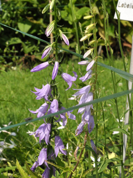 Campanula trachelium, Nesselblättrige Glockenblume