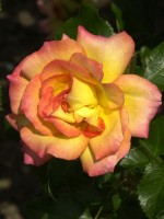 Rose Bonanza ® - Kordes