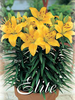 Topf- und Beet-Lilie &#039;Butter Pixie&#039;, Lilium (Art.Nr. 521770)