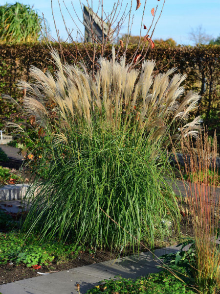 Miscanthus sinensis 'Little Kitten', China-Schilf