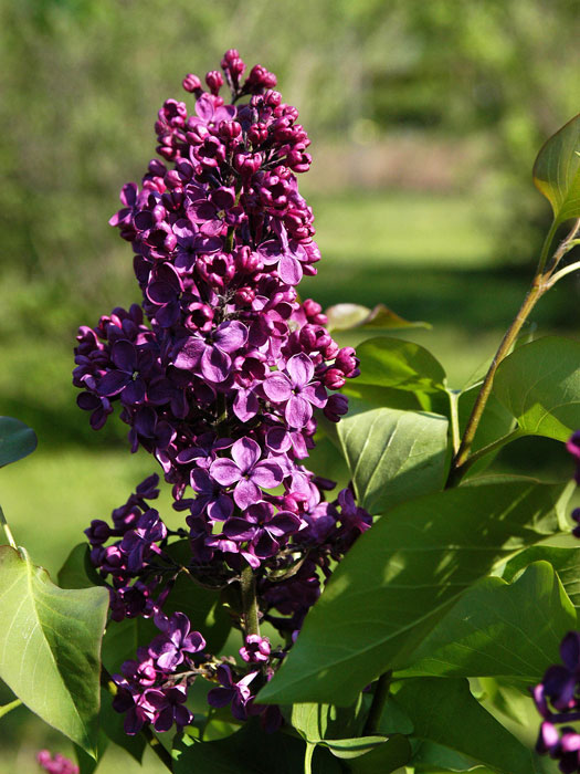 Syringa vulgaris Andenken an Ludwig Späth