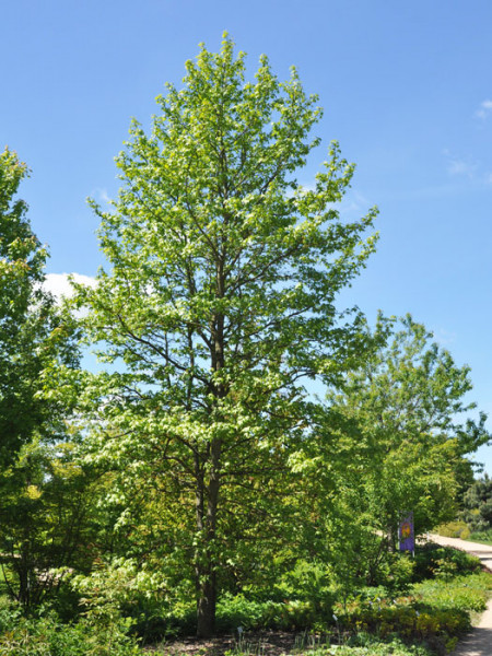 Amberbaum Liquidambar styraciflua