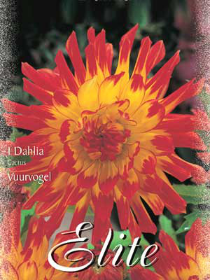 Kaktus-Dahlie &#039;Vuurvogel&#039;, Dahlia (Art.Nr. 520100)