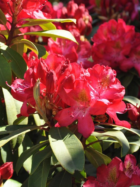 Rhododendron &#039;Junifeuer&#039;