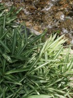 Pleioblastus fortunei 'Variegata', Silberstreifen-Bambus