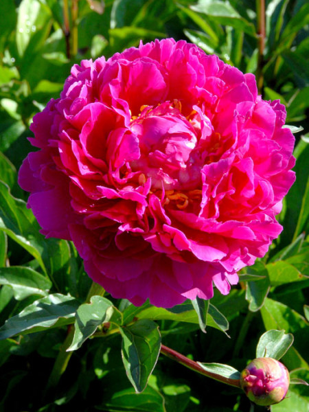 Paeonia lactiflora &#039;Karl Rosenfield&#039;, Edel-Pfingstrose