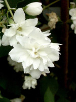 Philadelphus 'Schneesturm', Gefüllter Gartenjasmin