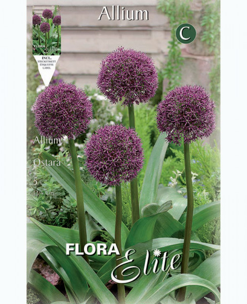 Allium &#039;Ostara&#039; (Art.Nr. 5963300)