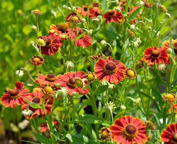 Helenium x cultorum 'Chelsey', Garten-Sonnenbraut