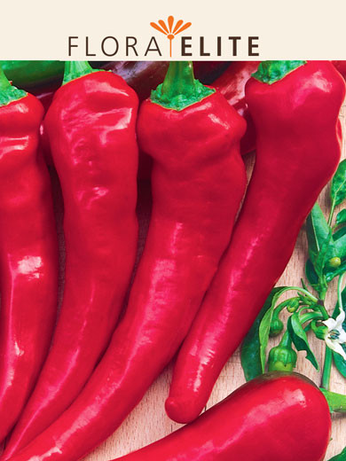 Paprika 'De Cayenne' (Art.Nr. 21330)