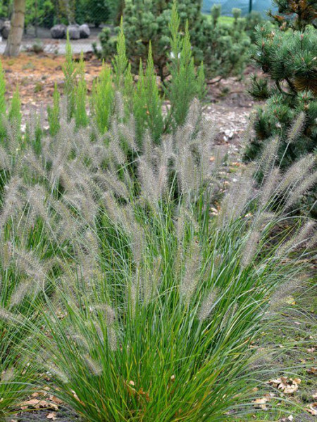 Pennisetum alopecuroides &#039;Hameln&#039; (M), Niedriges Lampenputzergras, Federborstengras