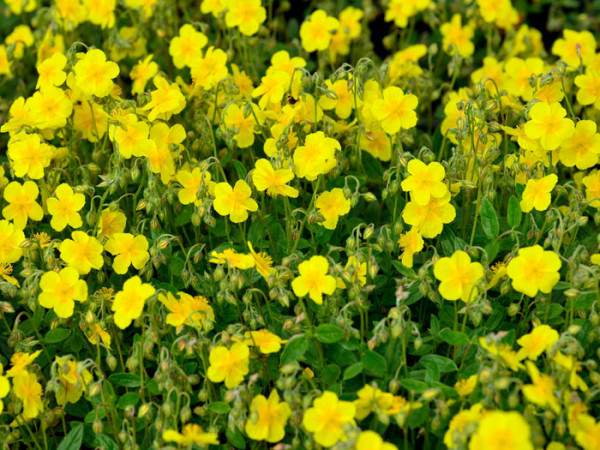 Bepflanzung mit dem Garten-Sonnenröschen 'Sterntaler'