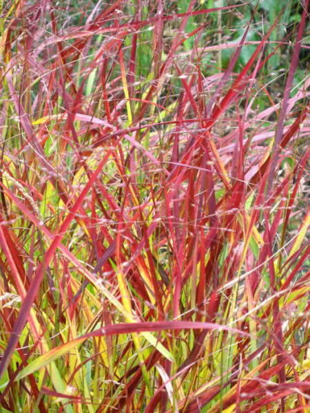 Panicum virgatum &#039;Rehbraun&#039; (M), Rotbraune Ruten-Hirse