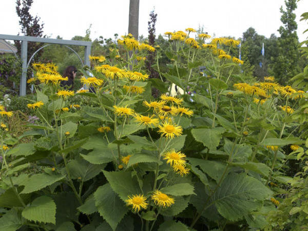 Inula magnifica, Riesen-Alant