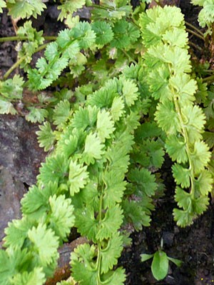 Athyrium filix-femina &#039;Frizelliae&#039;, Wendeltreppen-Frauenfarn