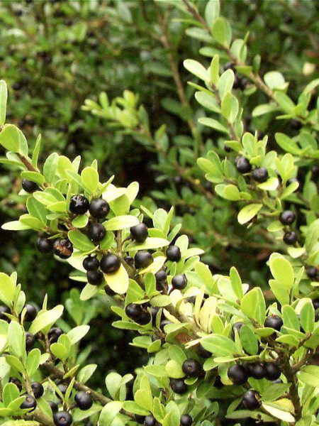 Japan-Stechpalme Beeren