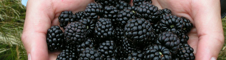 brombeeren