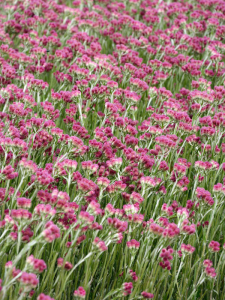 Antennaria dioica &#039;Rubra&#039; (M), rotes Katzenpfötchen