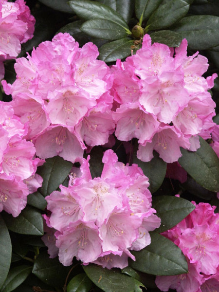 Rhododendron yakushimanum &#039;Polaris&#039;