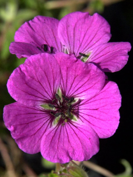 Geranium cinereum var. subcaulescens &#039;Splendens&#039; Grauer Storchschnabel