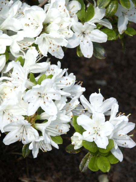 Rhododendron obtusum &#039;Kermesina Alba&#039;, wintergrüne japanische Zwergazalee