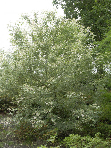 Acer negundo &#039;Flamingo&#039;, Buntlaubiger Eschenahorn