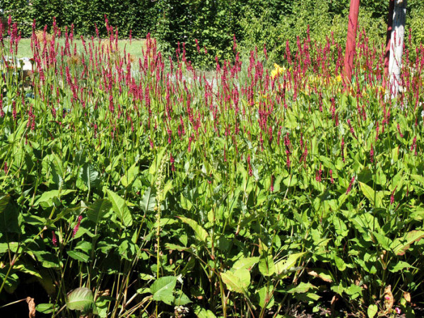 Bistorta (syn. Polygonum) amplexicaule &#039;Atropurpureum&#039; (syn. auch Persicaria), Kerzen-Knöterich, Wiesenknöterich