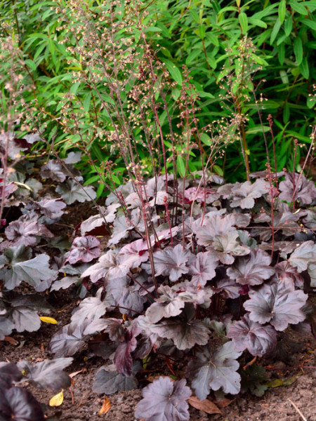 Heuchera x micrantha &#039;Obsidian&#039;, Purpurglöckchen, Purpurblatt