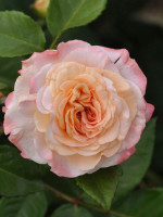 Rose Augusta Luise ® - Tantau