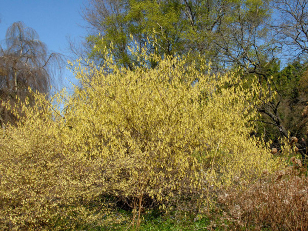 Corylopsis spicata, Ährige Scheinhasel